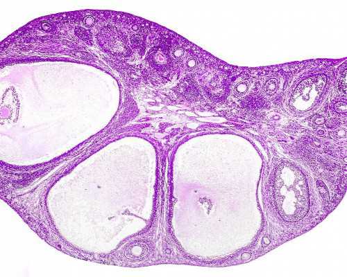 重庆助孕选性别,重庆试管机构哪家好点,重庆市试管婴儿哪家好!