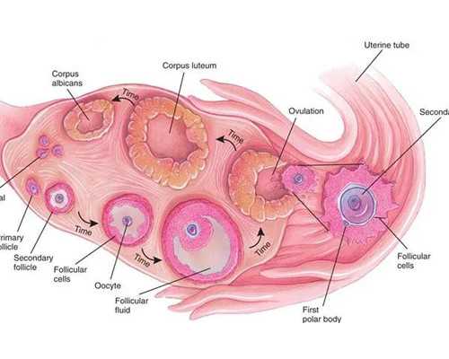 代生代怀生子,泰国可以试管婴儿生男孩