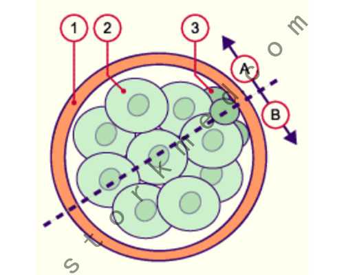 重庆职业助孕电话 重庆试管助孕机构排名重庆医科大学附属第一医院 ‘看nt图